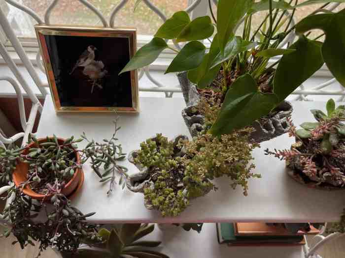 How to decorate window with plants