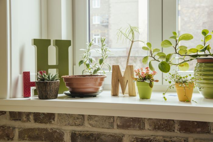 How to decorate window with plants